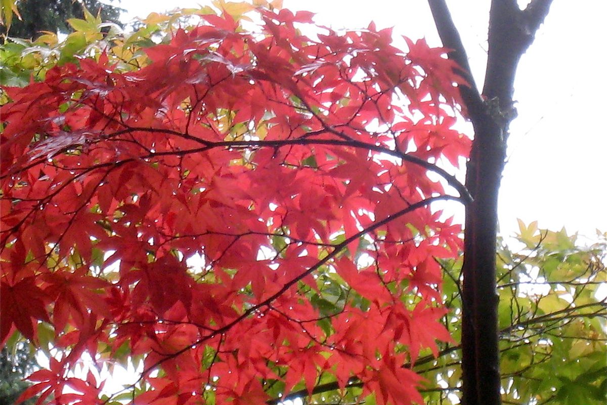 Kyoto in Late November